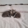 Pim und Pam (6)